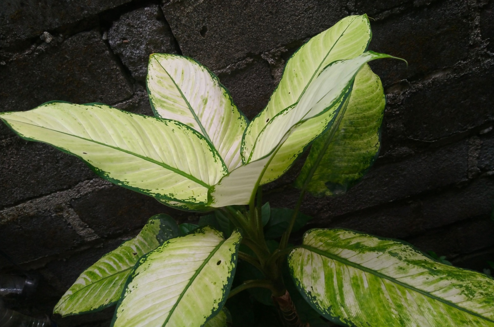 Aglaonema BJ Freeman