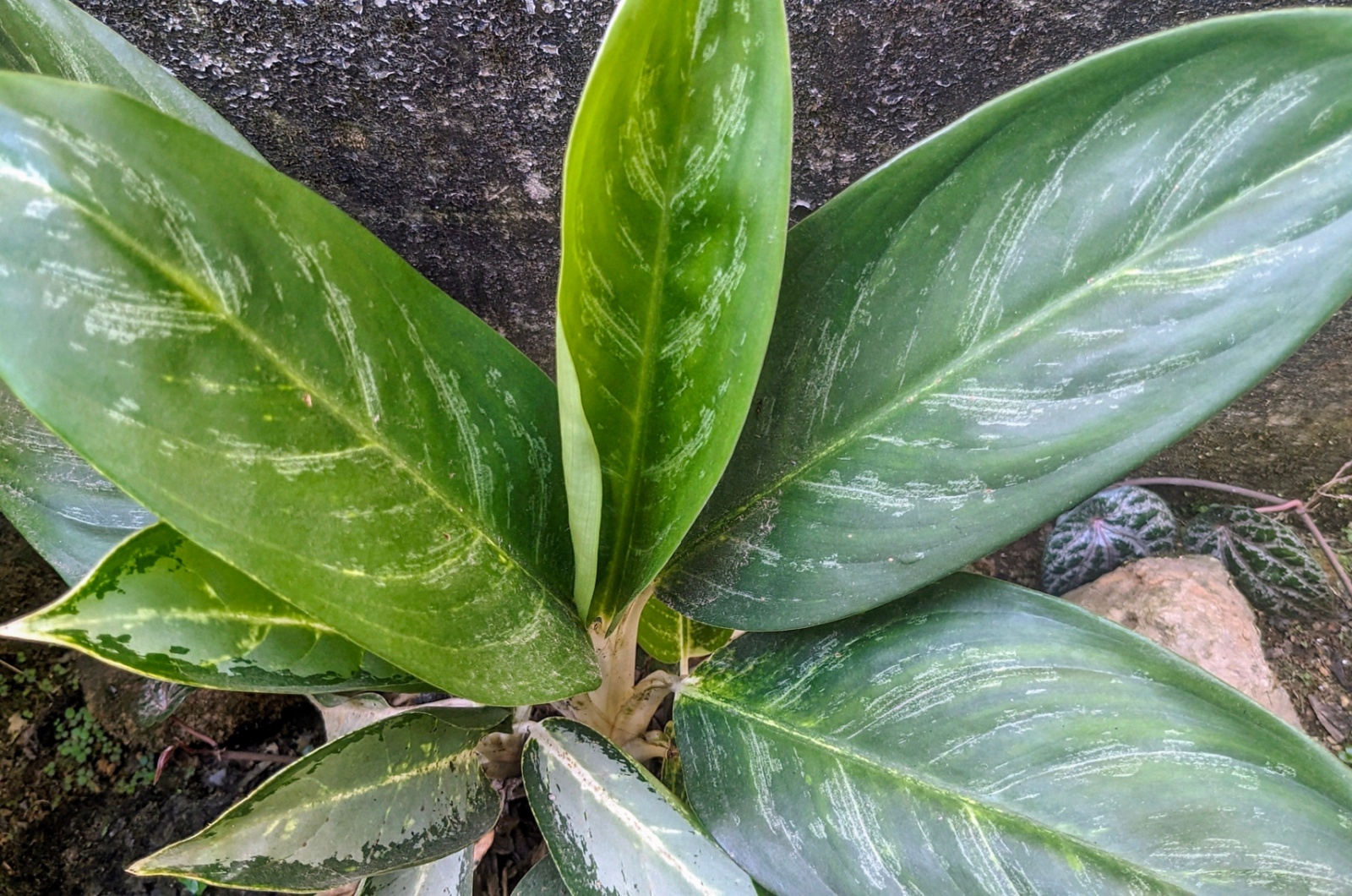 Aglaonema white rain