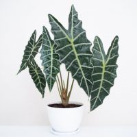 alocasia amazonica plant