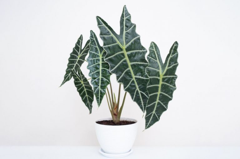 alocasia amazonica plant