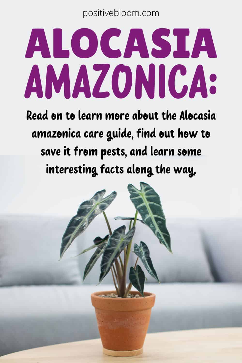 Alocasia Amazonica Care Guide And Interesting Facts Pinterest