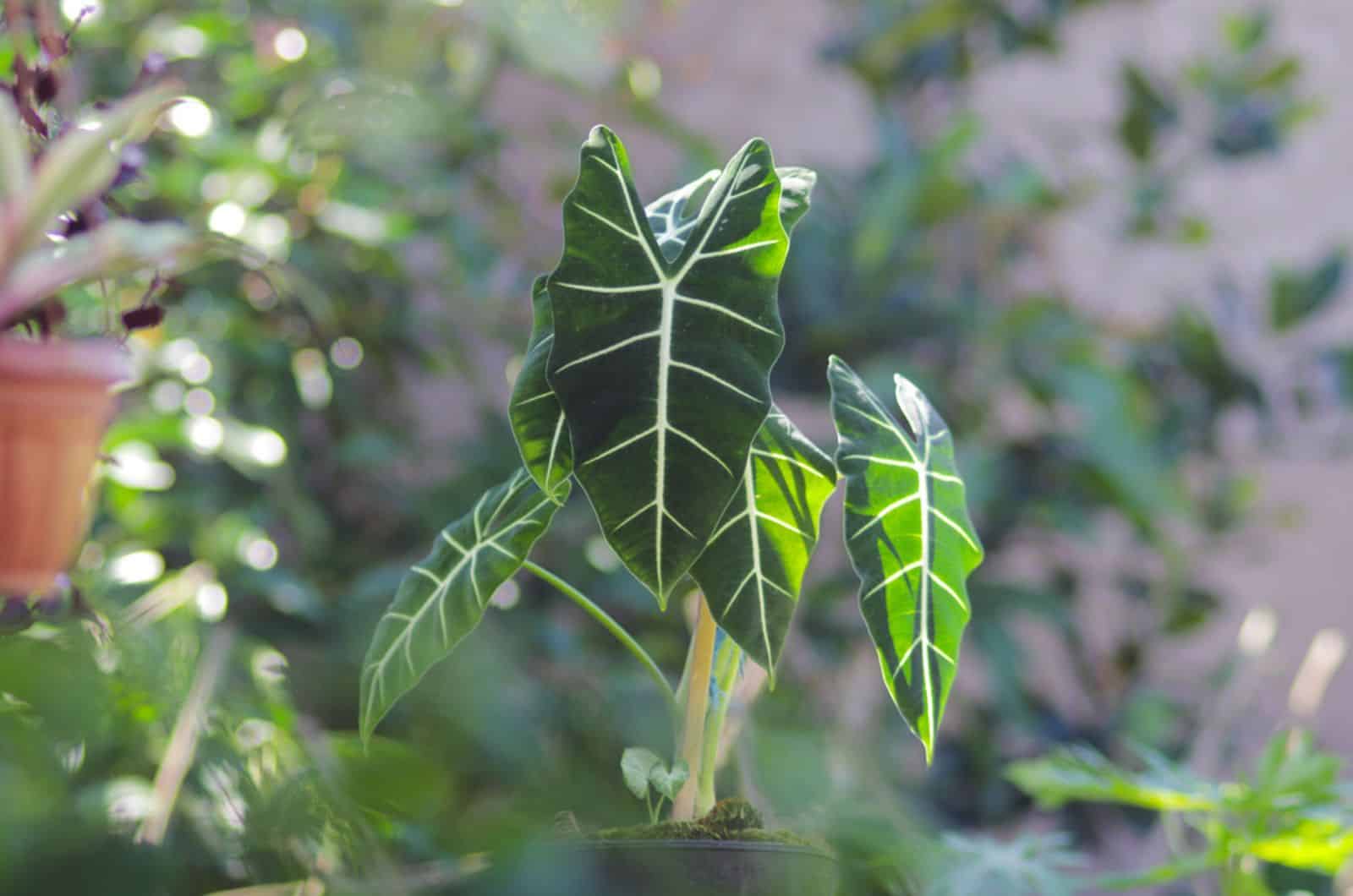 Alocasia Green Velvet with green leaves and white veins