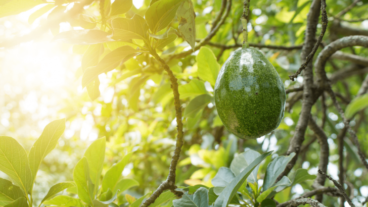 Annoying Avocado Leaf Problems And How To Fix Them