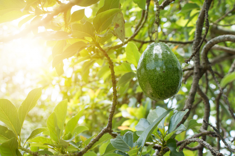 avocado on a branch