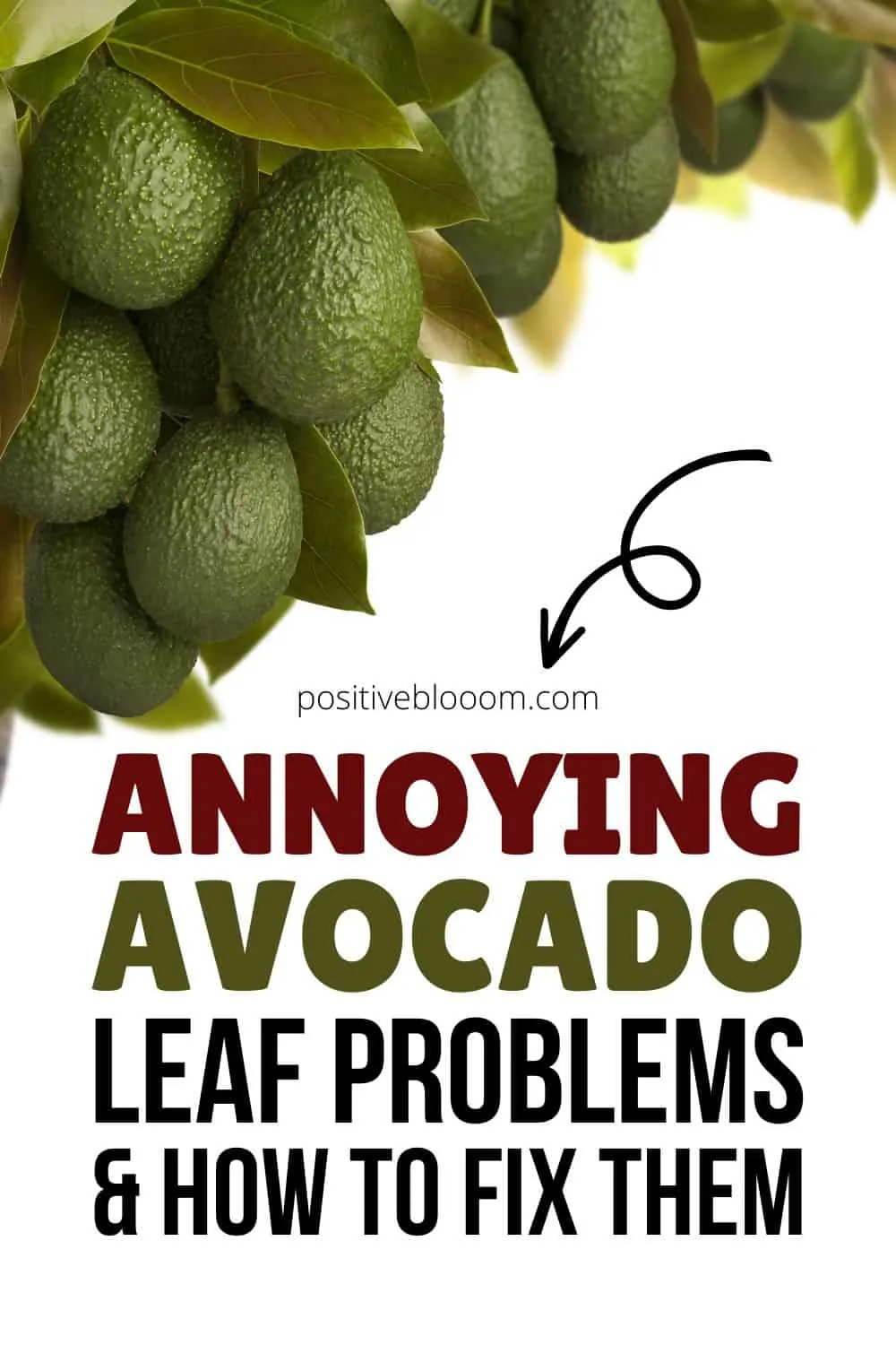Annoying Avocado Leaf Problems And How To Fix Them Pinterest