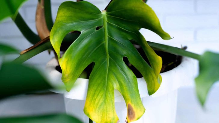 Annoying Monstera Problems And How To Fix Them