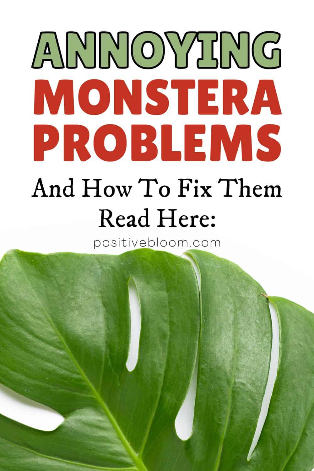 Annoying Monstera Problems And How To Fix Them Pinterest