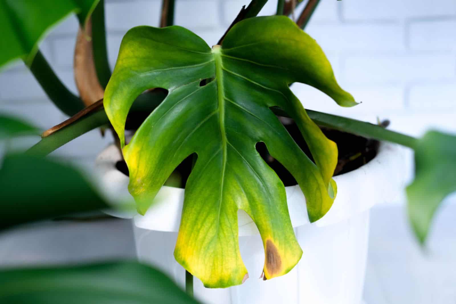 monstera with black and yellow spot