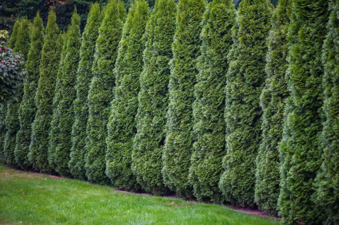 15 Shade Tolerant Evergreen Trees And Shrubs + Care Guides