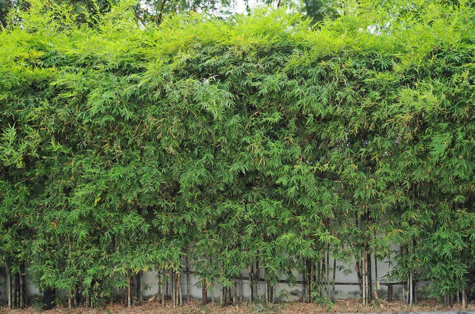 Bamboo Hedge
