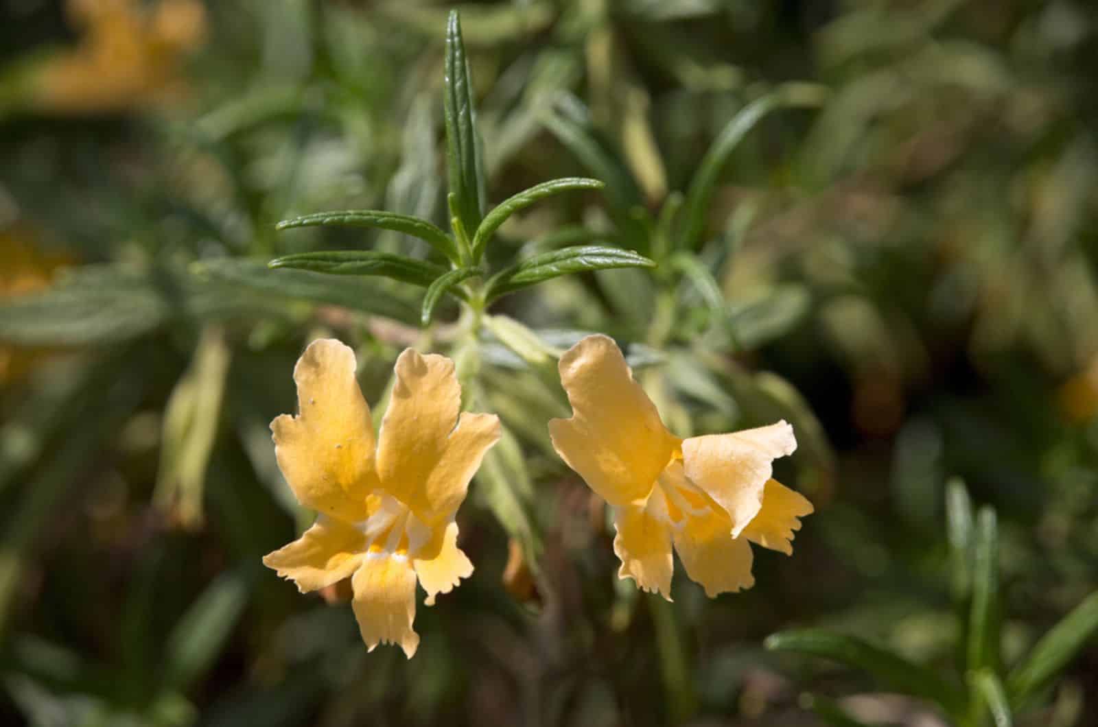 Bateleur flower (Diplacus aurantiacus, Syn. Mimulus aurantiacus) 