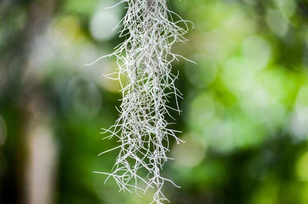 How To Care For Spanish Moss aka Tillandsia Usneoides