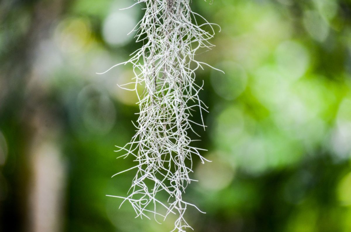 how-to-care-for-spanish-moss-aka-tillandsia-usneoides