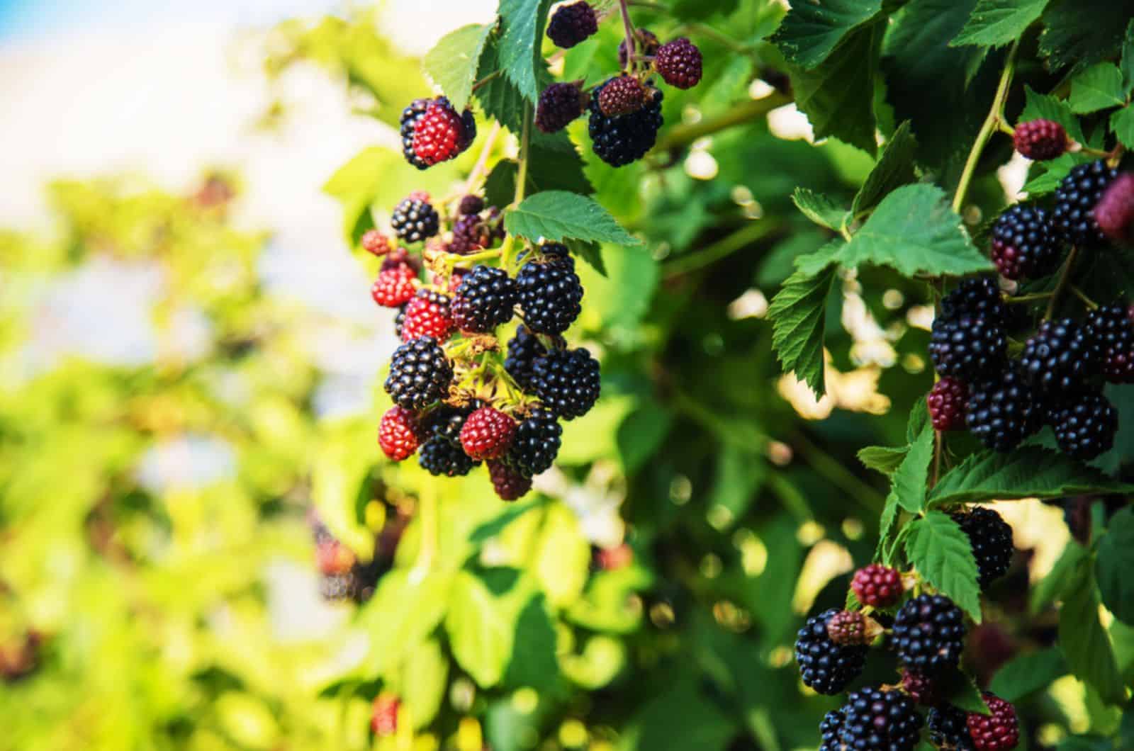 Blackberries grow in the garden