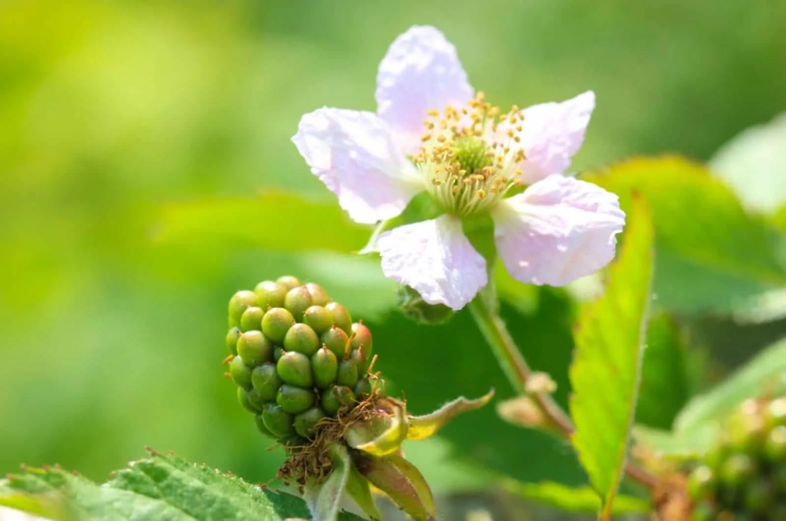 Blackberry blossoms in summer