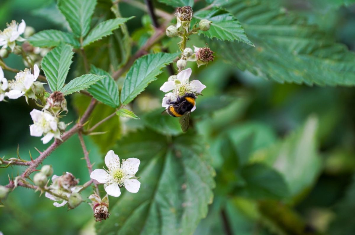 When Do Blackberries Bloom The Definitive Answer