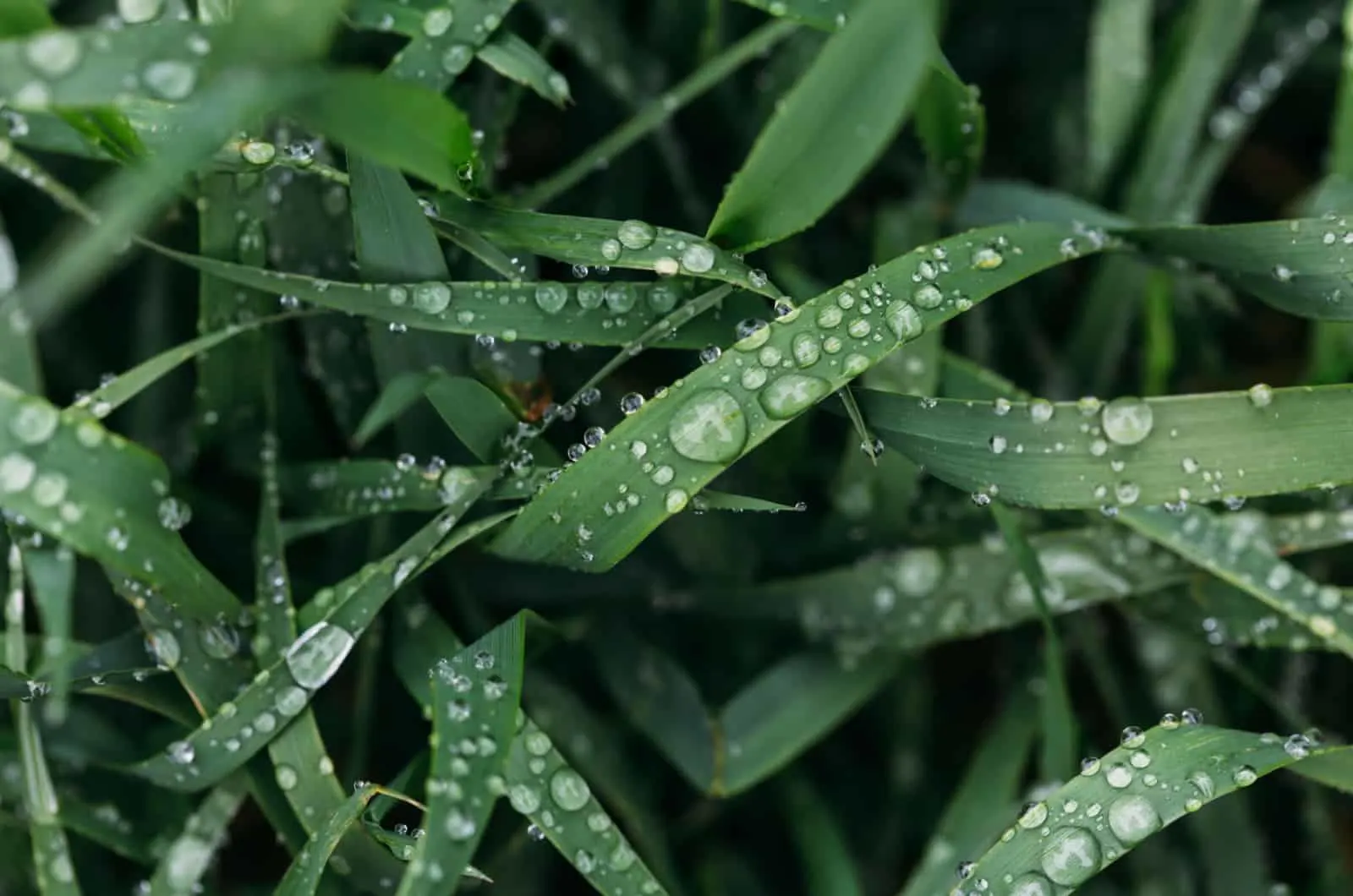 wet grass with rain drops