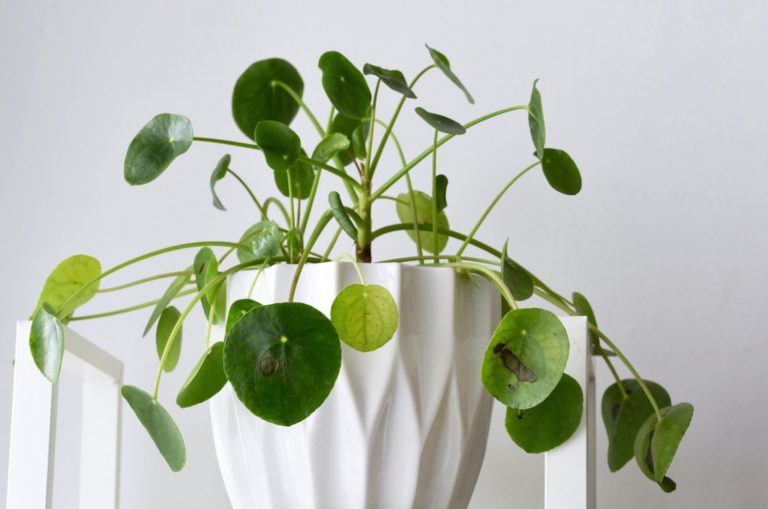 chinese money plant