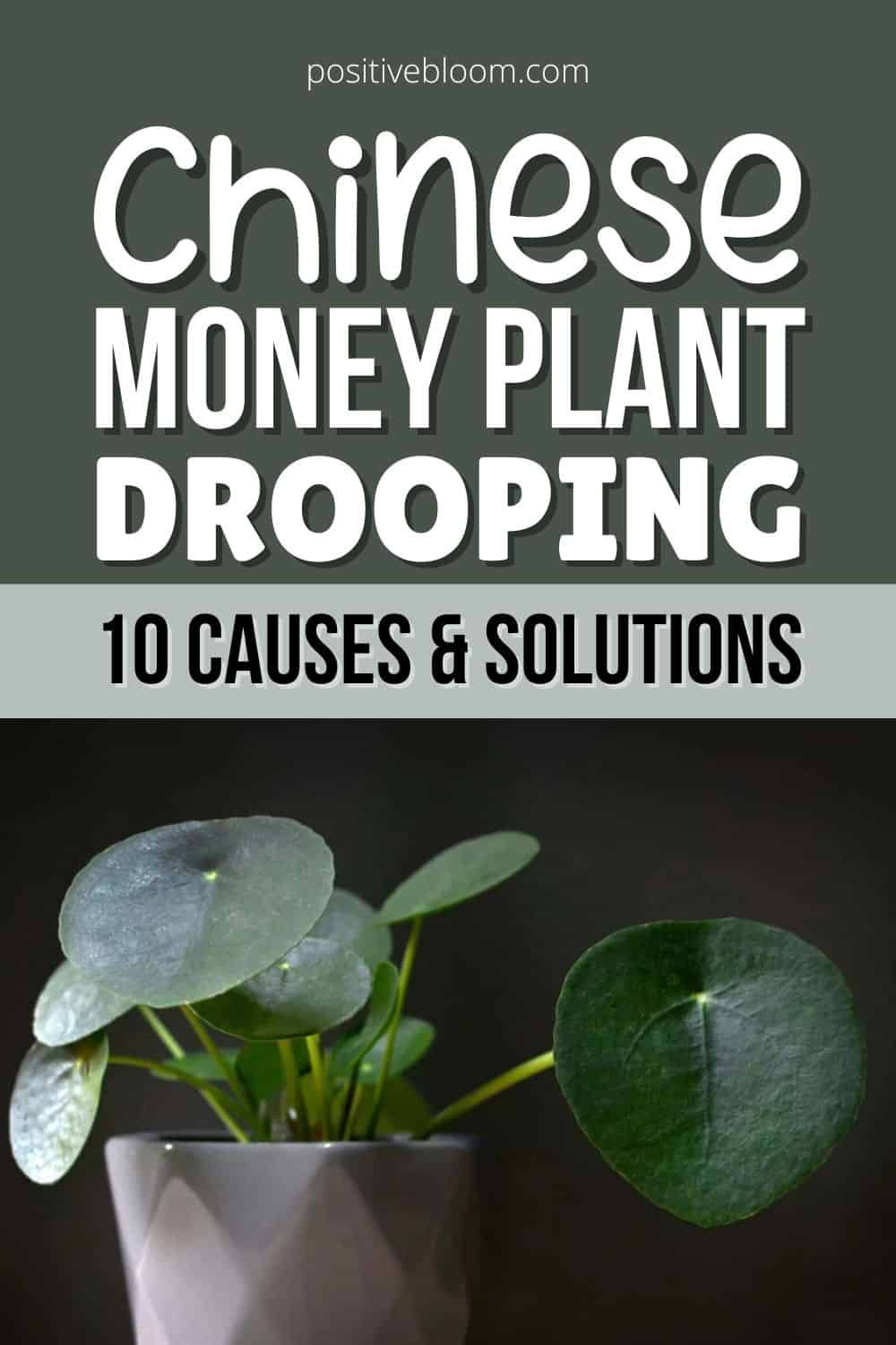 Chinese Money Plant Drooping 10 Causes And Solutions Pinterest