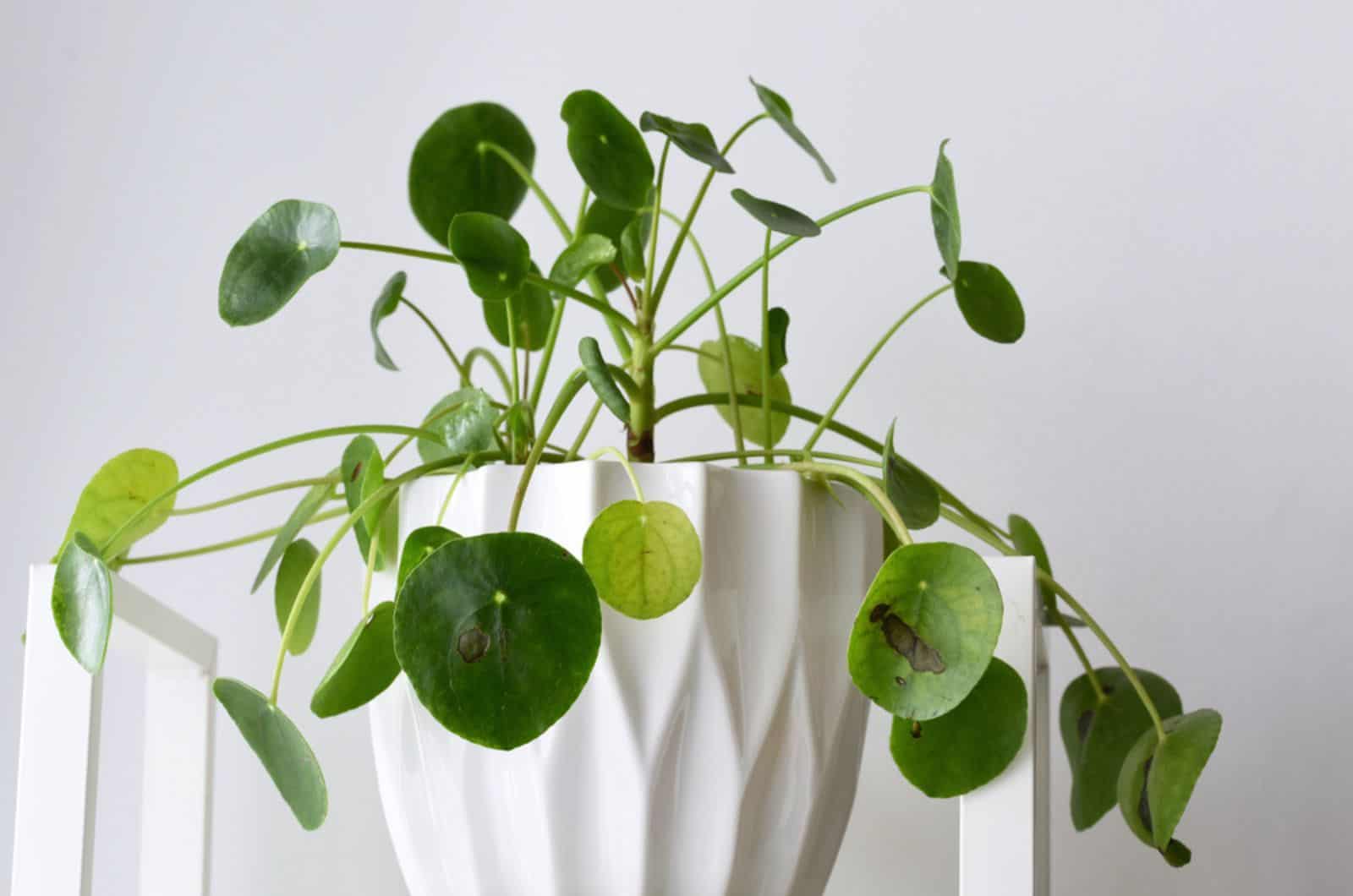 Chinese Money Plant Drooping: 10 Causes And Solutions