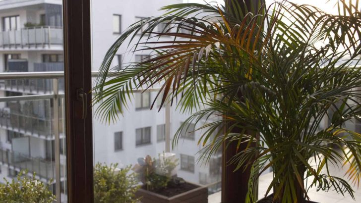 Common Reasons For A Palm Tree Dying & How To Revive It