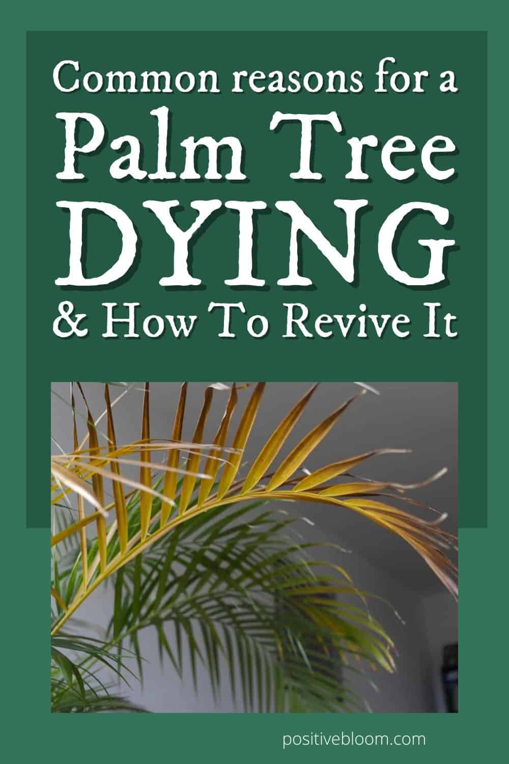 Common Reasons For A Palm Tree Dying & How To Revive It Pinterest
