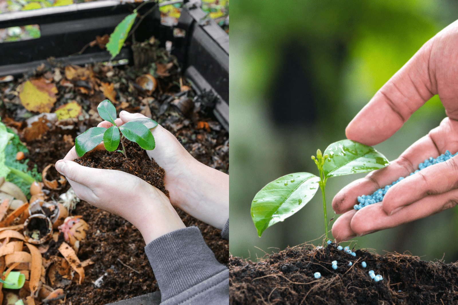 Compost vs Fertilizer: Differences, Benefits, And Drawbacks
