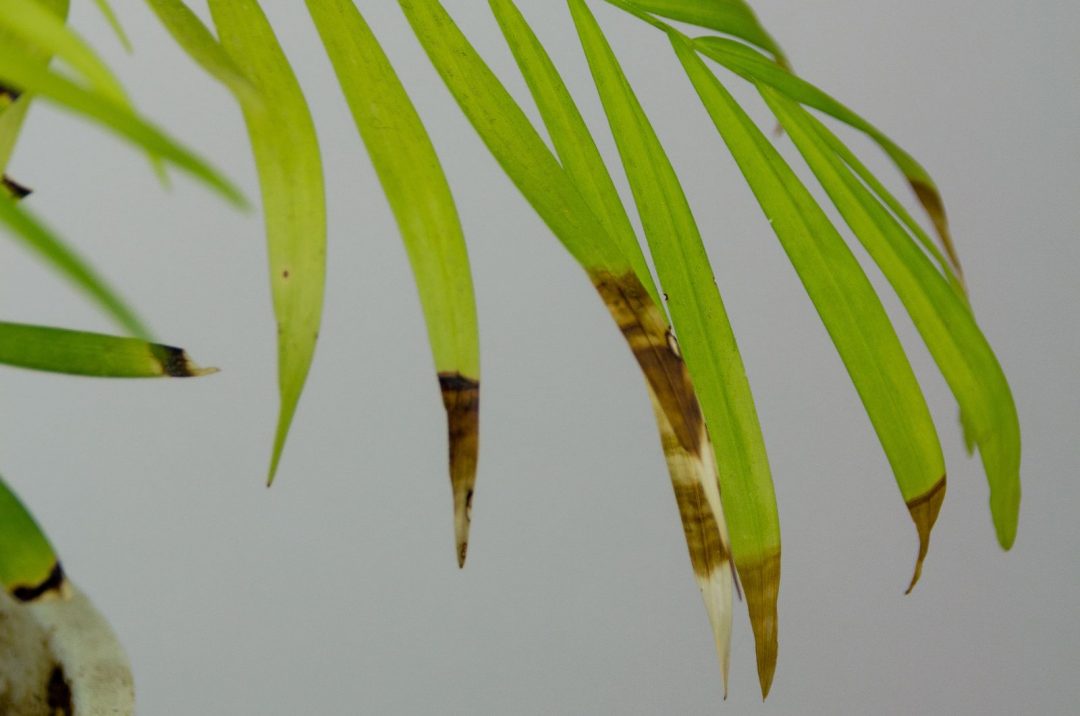 Common Reasons For A Palm Tree Dying & How To Revive It