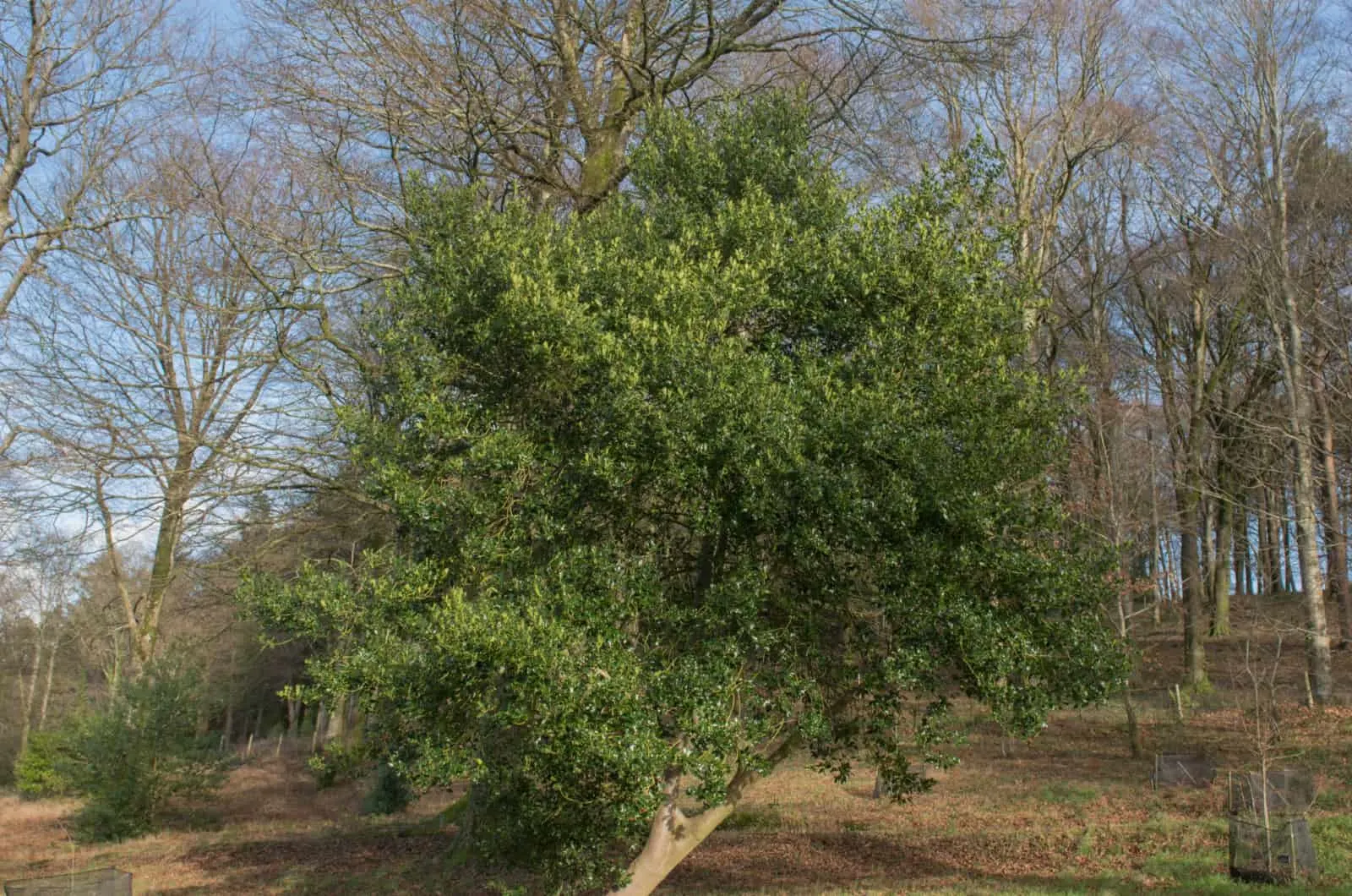 English holly
