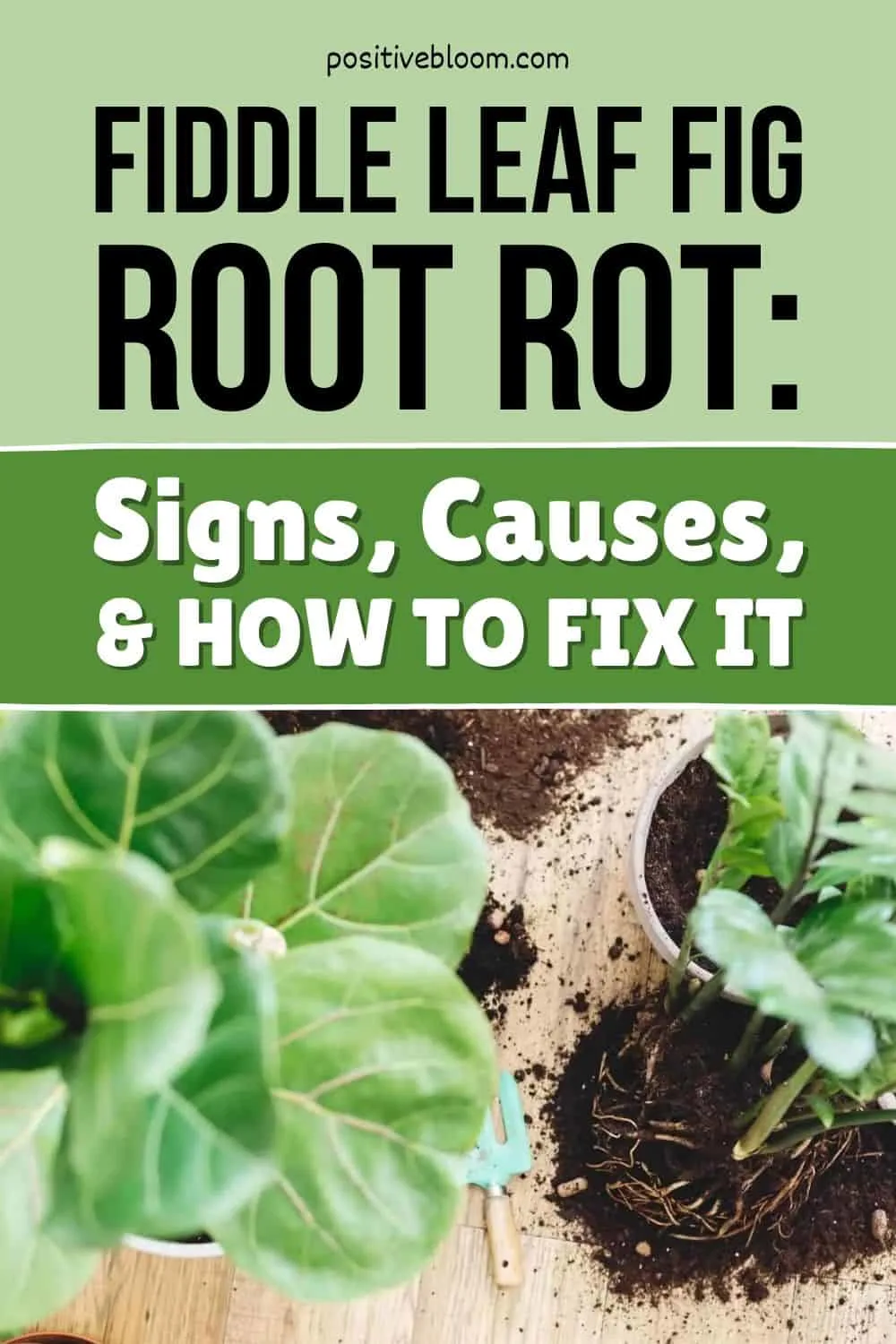 Fiddle Leaf Fig Root Rot Signs, Causes, & How To Fix It Pinterest