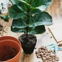 repotting Fiddle Leaf Fig