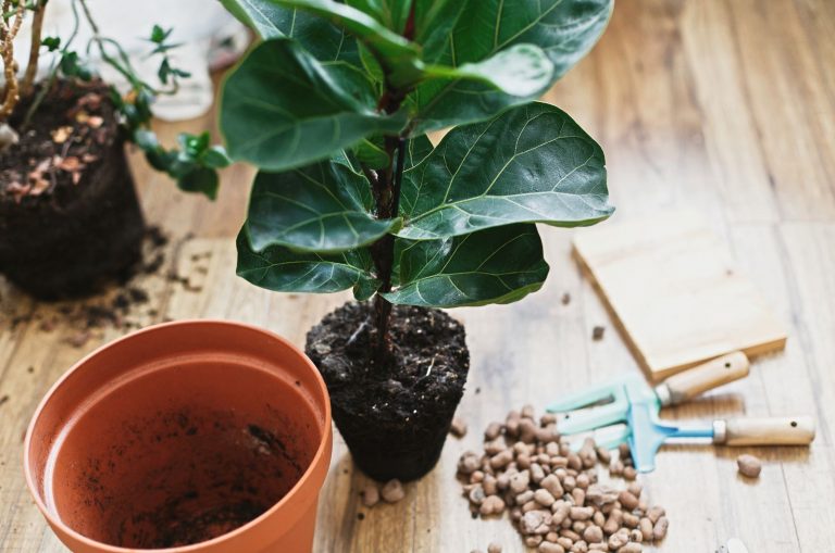 repotting Fiddle Leaf Fig