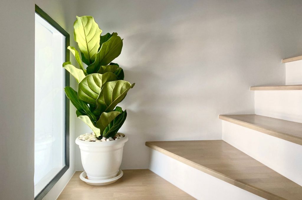 Signs Of An Overwatered Fiddle Leaf Fig And How To Save One