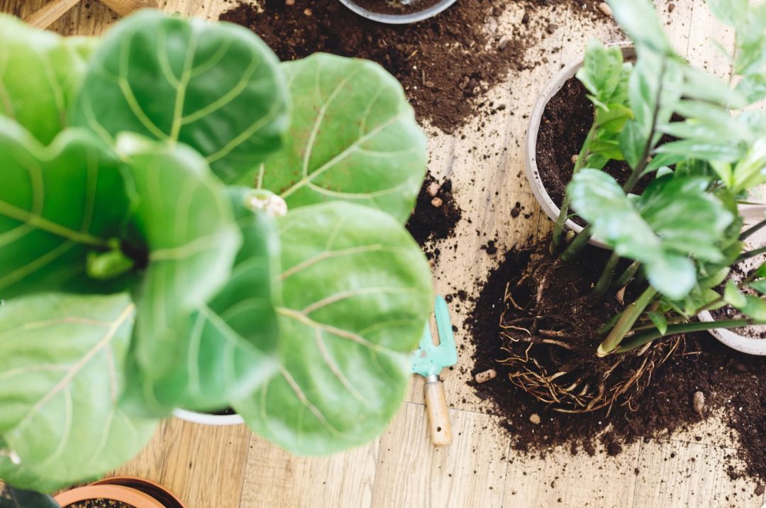 Fiddle Leaf Fig Root Rot Signs, Causes, & How To Fix It
