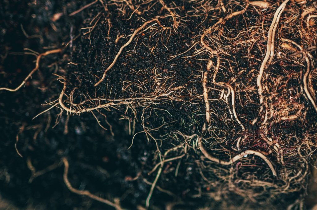 Fiddle Leaf Fig Root Rot Signs, Causes, & How To Fix It