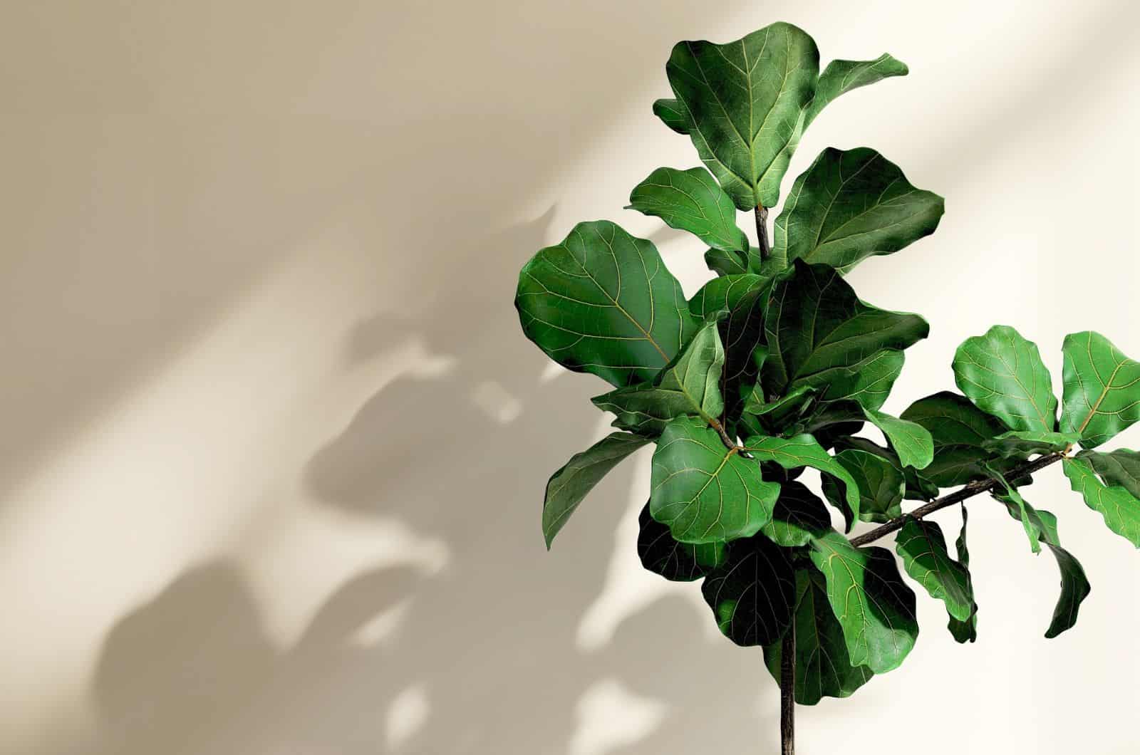 Fiddle Leaf Fig with curled leaves