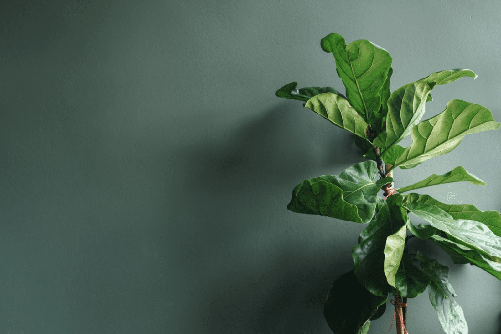 Fiddle Leaf Fig with curly leaves
