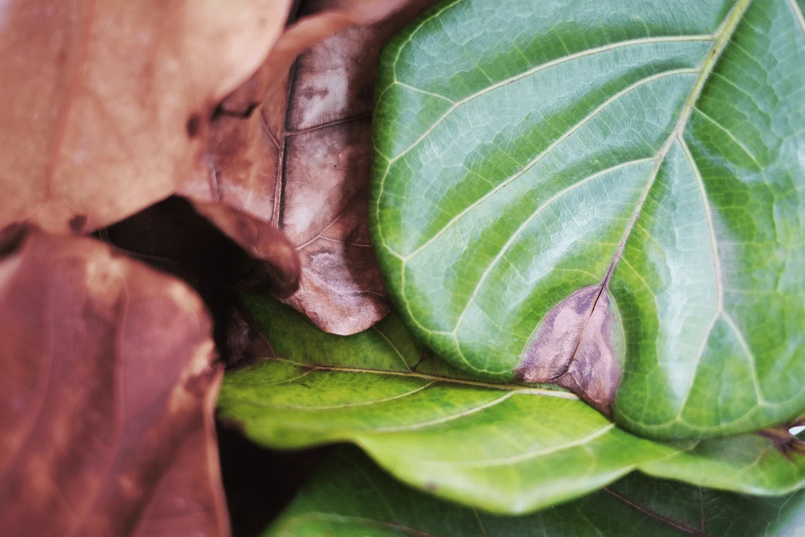 Fiddle Leaf Fig with dried leaves