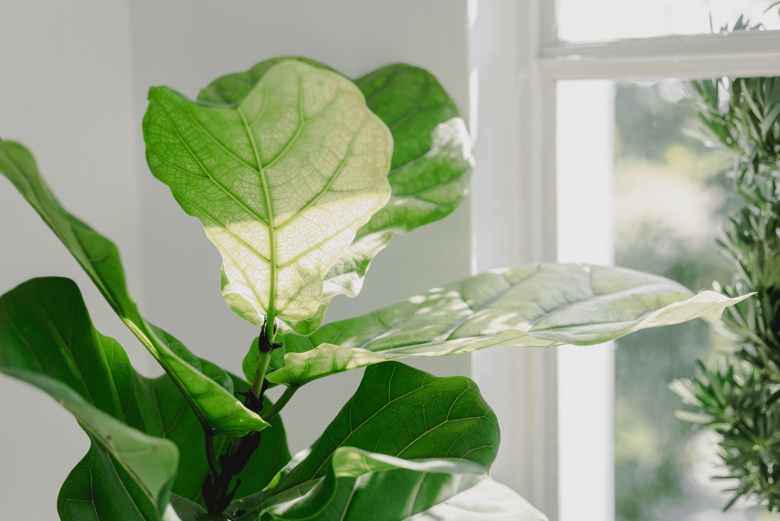 Fiddle Leaf Fig with drooping leaves