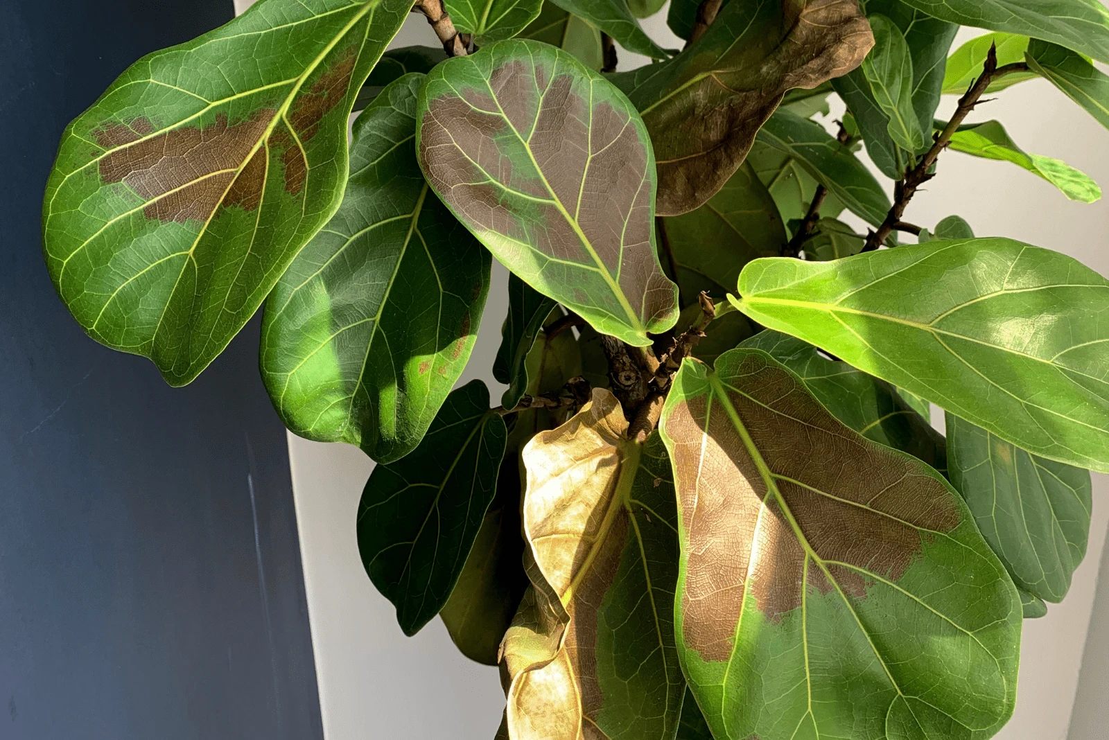 Fiddle Leaf Fig with dry leaves