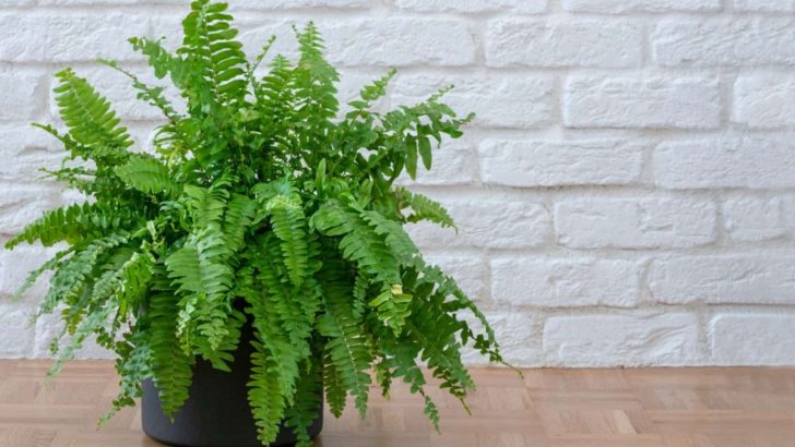 Fluffy Ruffle Fern Care: All Your Questions Answered