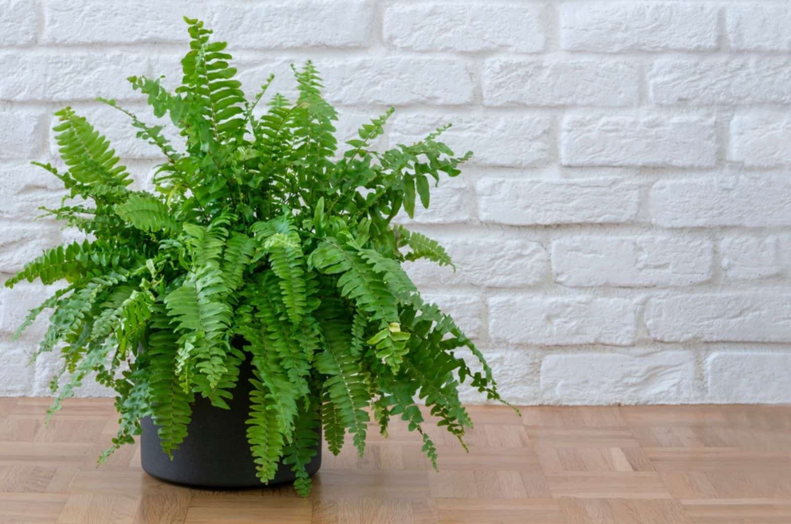 Fluffy Ruffle Fern Care: All Your Questions Answered