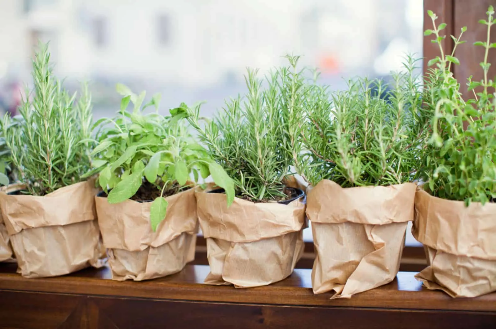 Fresh garden herbs in zero waste pots