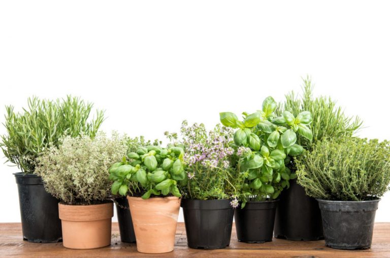 Potted fresh green herbs on wooden kitchen table