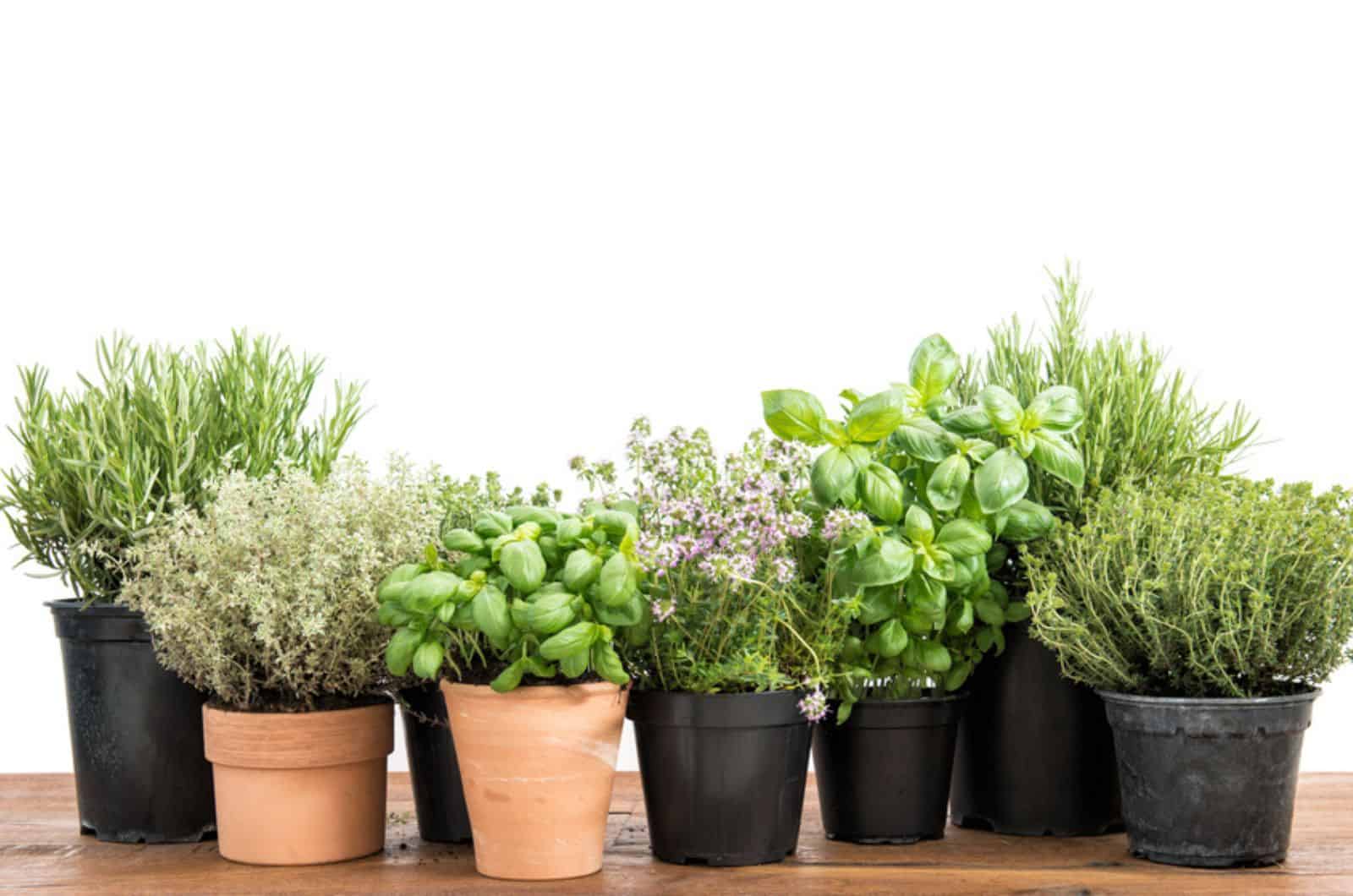 Growing Herbs In Pots For Beginners Step by step Guide