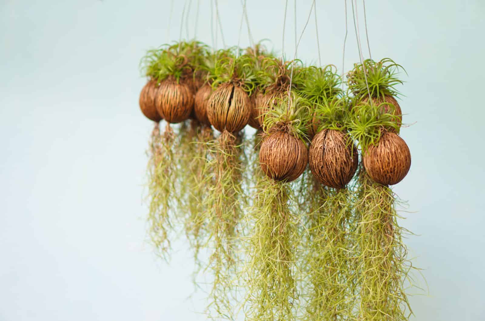 Hanging Spanish moss or Tillandsia plants is plant with no roots 