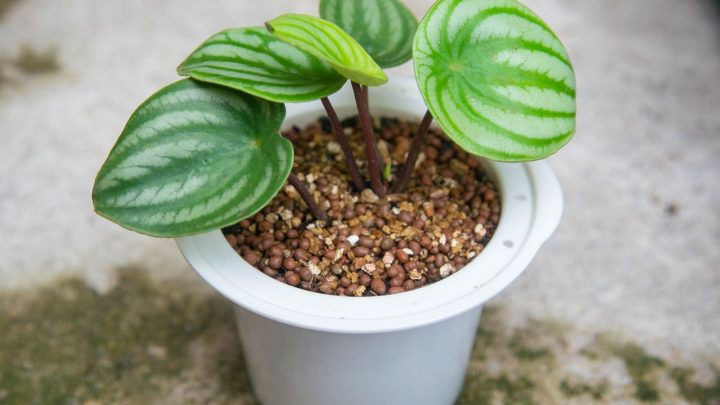 How And When To Propagate Watermelon Peperomia