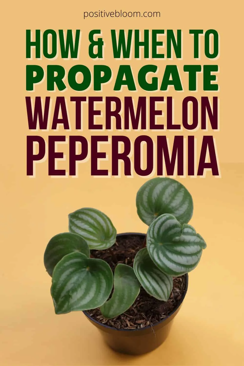 How And When To Propagate Watermelon Peperomia Pinterest