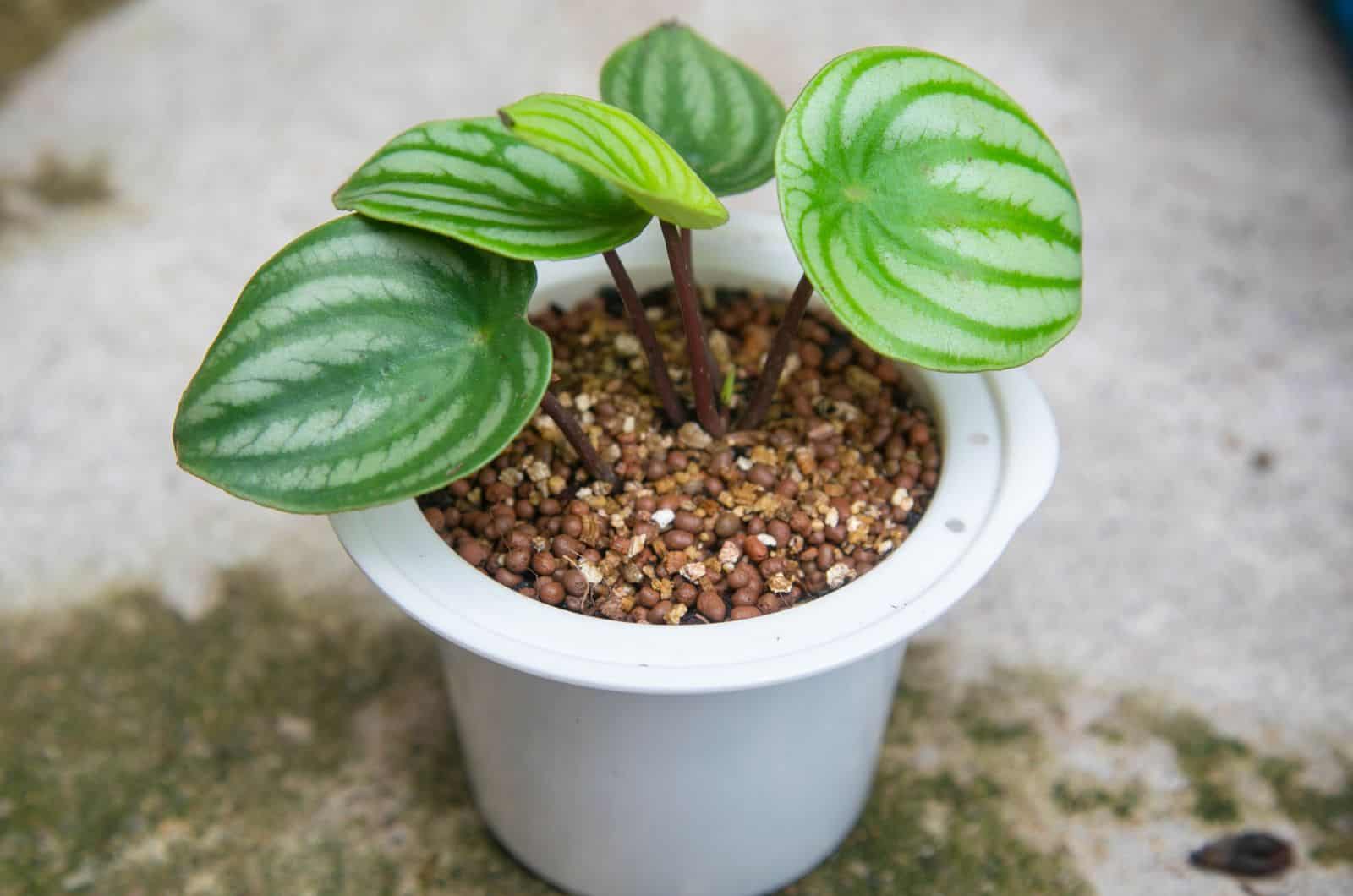 How And When To Propagate Watermelon Peperomia