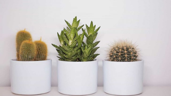 How Often To Water Cactus Indoors And Other Important Info